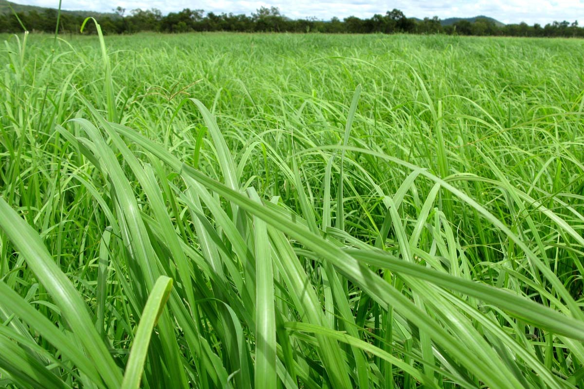 Rhodes Grass
