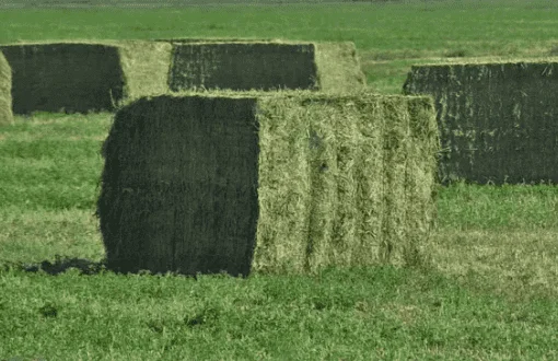 Alfalfa (Lucerne)