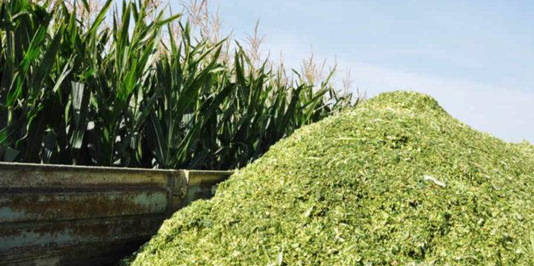 Corn Silage